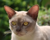 бурманская кошка порода